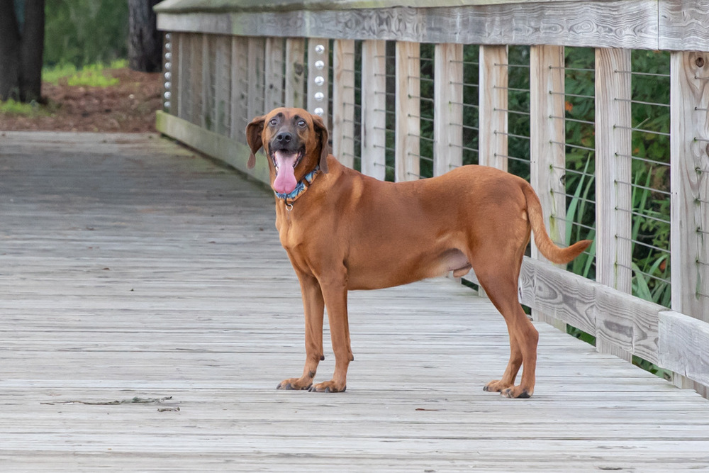 Bruno