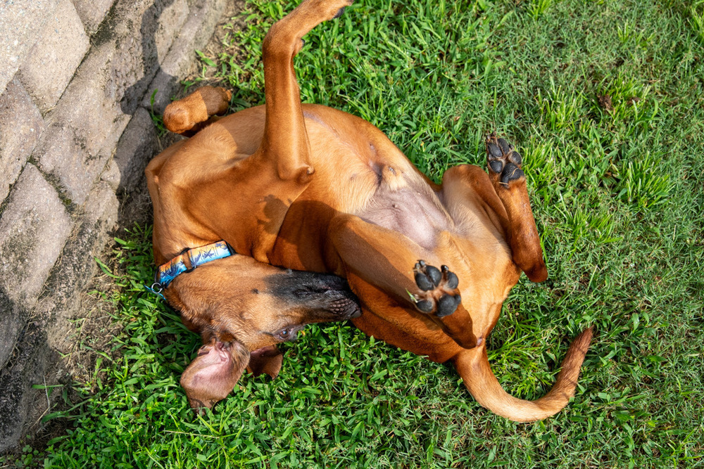 Bruno
