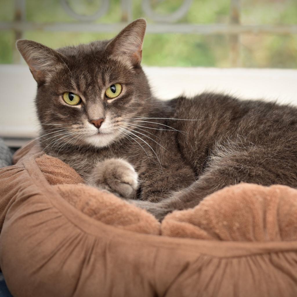 Zaya, an adoptable Domestic Medium Hair in Portland, OR, 97294 | Photo Image 1