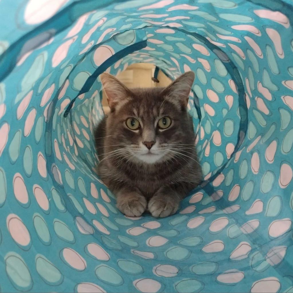 Zaya, an adoptable Domestic Medium Hair in Portland, OR, 97294 | Photo Image 2