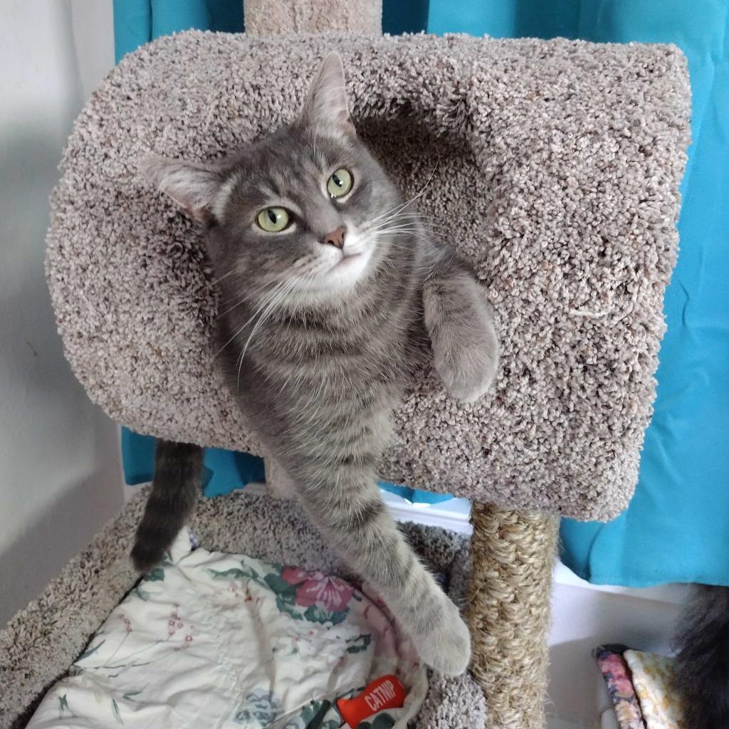 Zaya, an adoptable Domestic Medium Hair in Portland, OR, 97294 | Photo Image 3