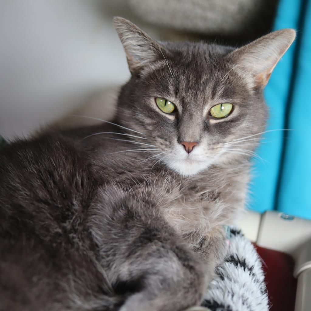Zaya, an adoptable Domestic Medium Hair in Portland, OR, 97294 | Photo Image 4