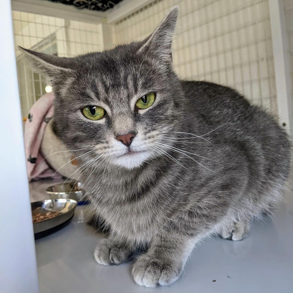 Zaya, an adoptable Domestic Medium Hair in Portland, OR, 97294 | Photo Image 5