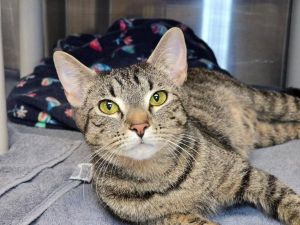Mistletoe Mania, Young Female Domestic Short Hair