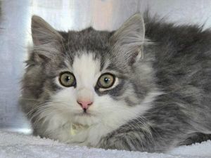 Halle Purry, Baby Female unknown