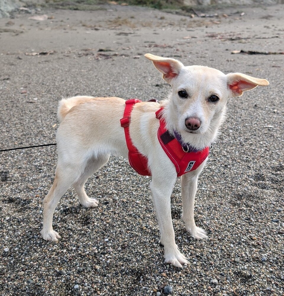 Millie, an adoptable Chihuahua, Terrier in Santa Rosa, CA, 95401 | Photo Image 1