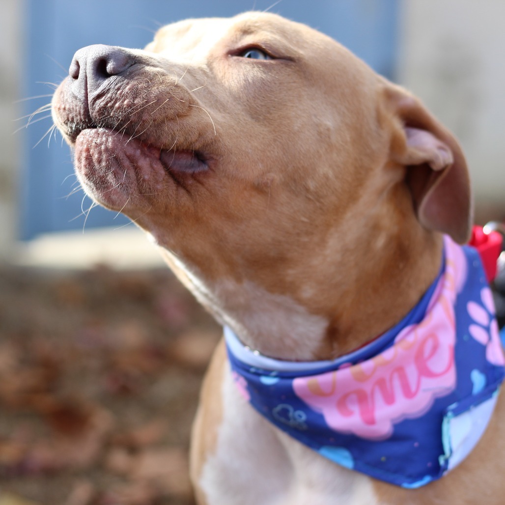 Sosa (In Foster)