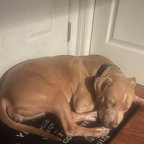 Sosa (In Foster)