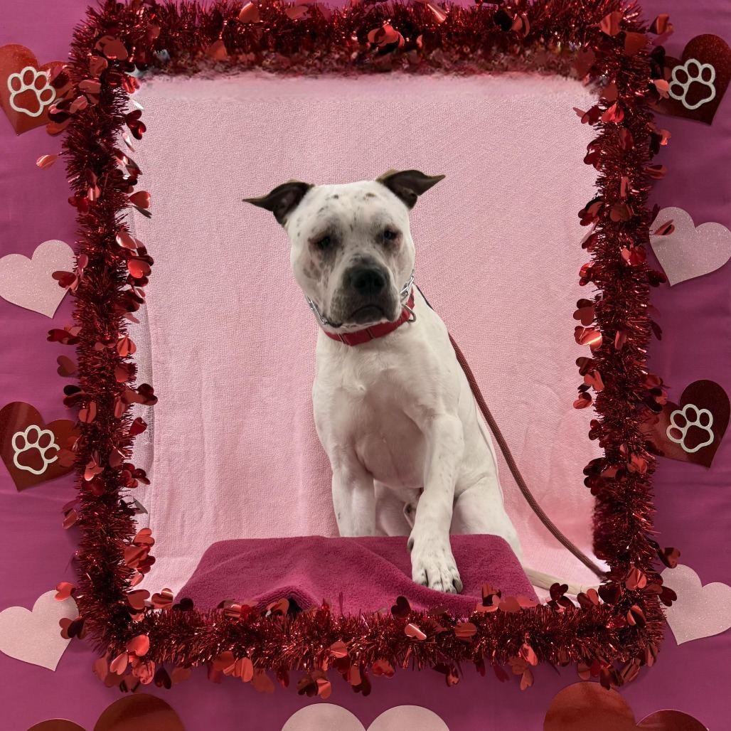 Spencer (In Foster)