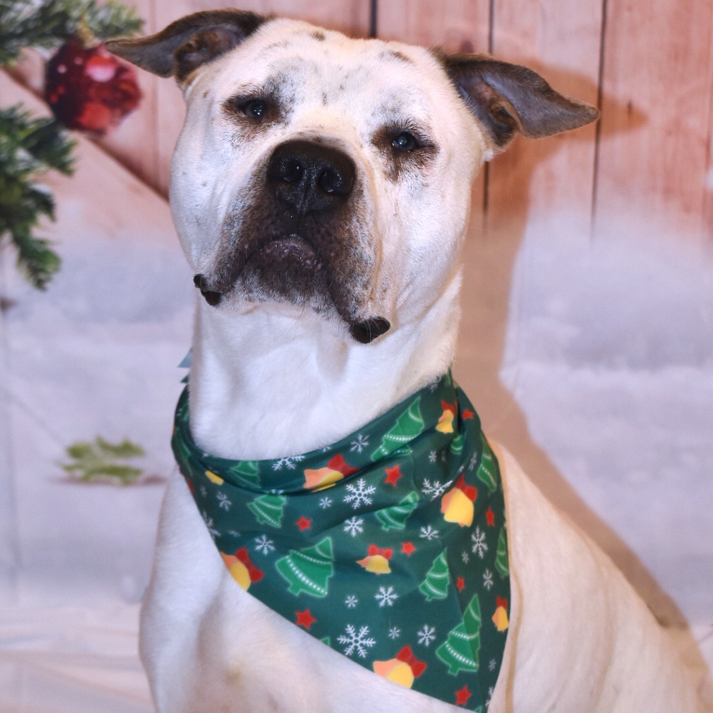 Spencer (In Foster)