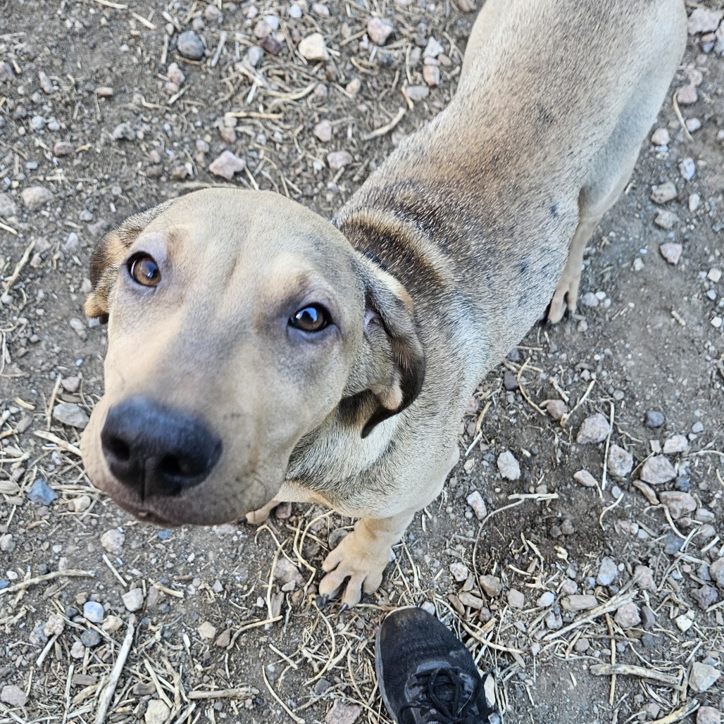 Rae - Likes People & Dogs! Adopt $75, an adoptable Bloodhound, Shar-Pei in Flagstaff, AZ, 86004 | Photo Image 1