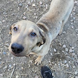 Rae - Likes People & Dogs! Adopt $50