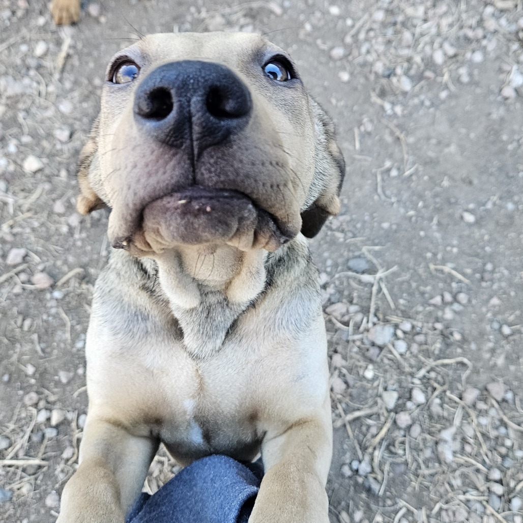 Rae - Likes People & Dogs! Adopt $75, an adoptable Bloodhound, Shar-Pei in Flagstaff, AZ, 86004 | Photo Image 2