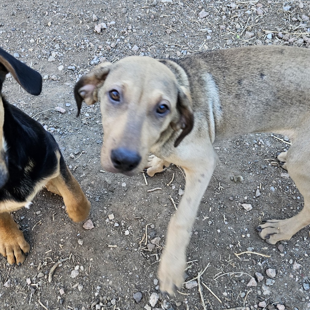 Rae - Likes People & Dogs! Adopt $75, an adoptable Bloodhound, Shar-Pei in Flagstaff, AZ, 86004 | Photo Image 3