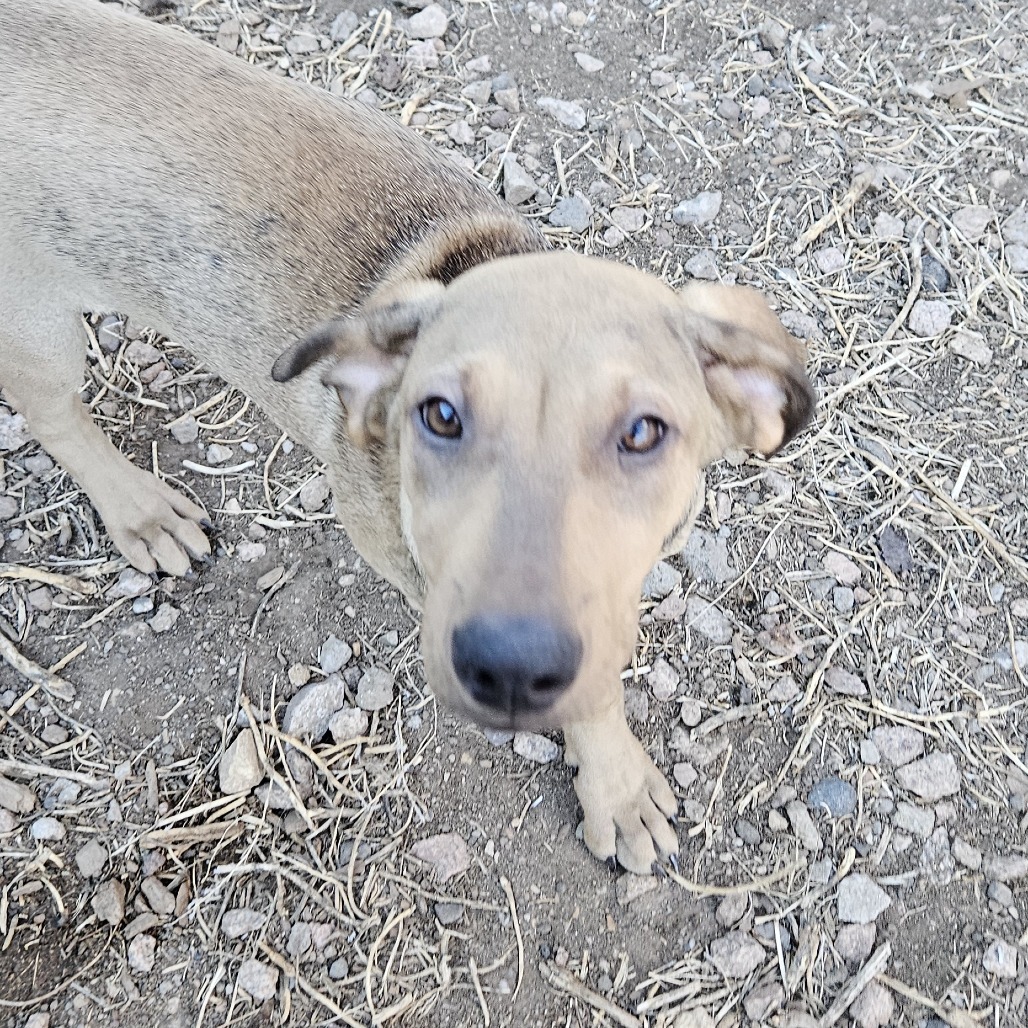 Rae - Likes People & Dogs! Adopt $75, an adoptable Bloodhound, Shar-Pei in Flagstaff, AZ, 86004 | Photo Image 4