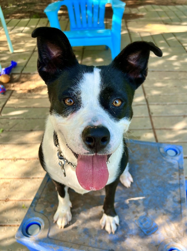 Hazel