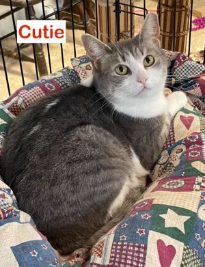Cutie, Adult Female Domestic Short Hair
