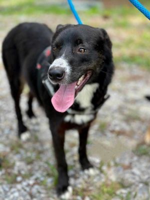 Sadie, Adult Female unknown