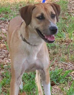 Marti, Adult Female unknown