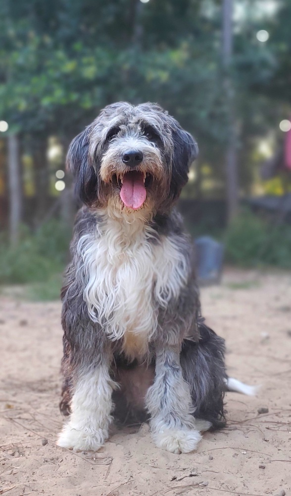 Sally, an adoptable Border Collie, Poodle in Nokomis, FL, 34275 | Photo Image 1