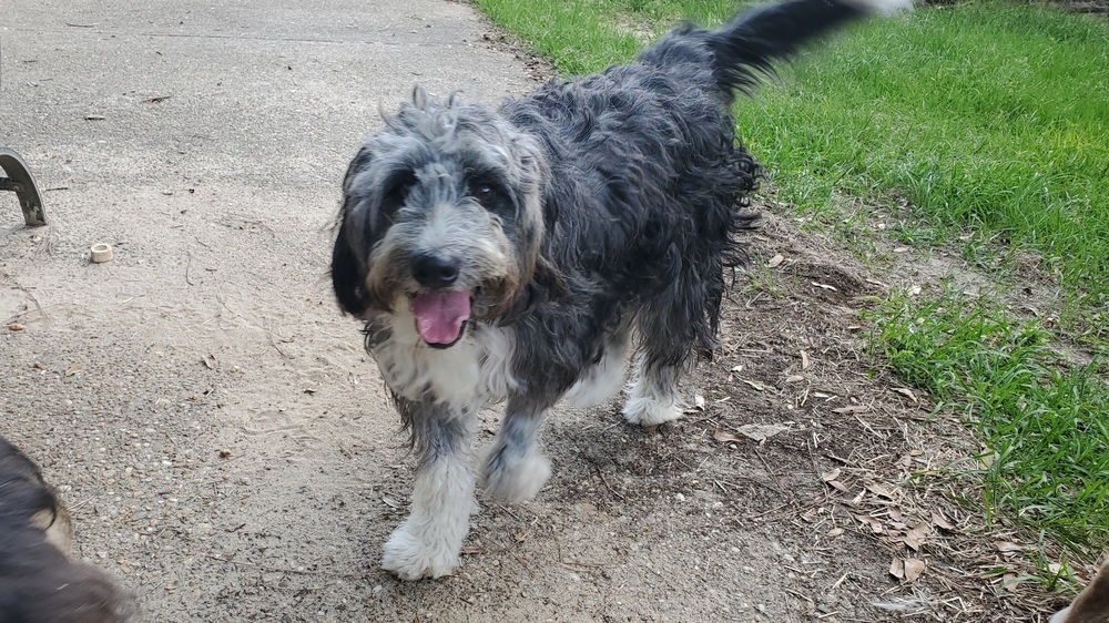 Sally, an adoptable Border Collie, Poodle in Nokomis, FL, 34275 | Photo Image 2