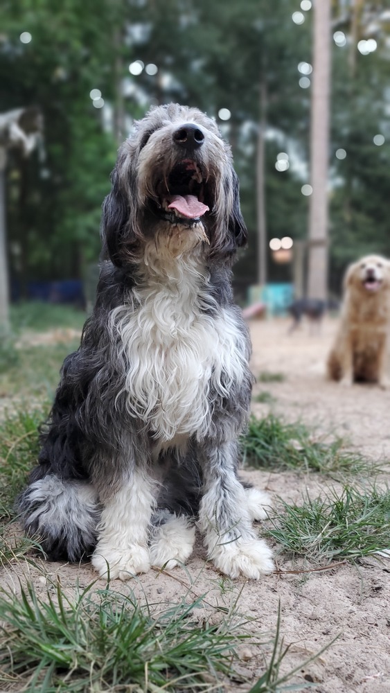 Sally, an adoptable Border Collie, Poodle in Nokomis, FL, 34275 | Photo Image 3