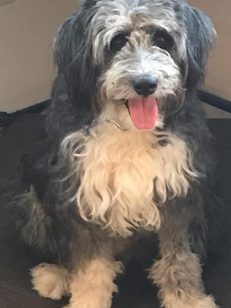 Sally, an adoptable Border Collie, Poodle in Nokomis, FL, 34275 | Photo Image 4