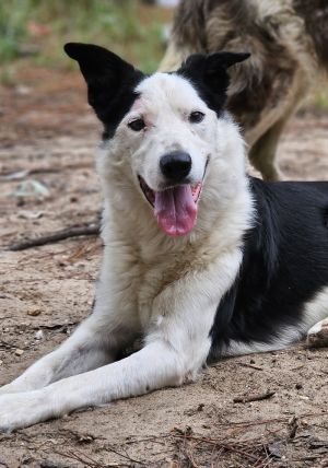 Bandit, Adult Male unknown