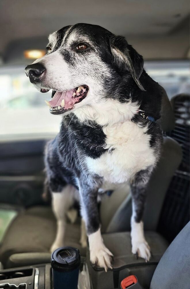 Elvis