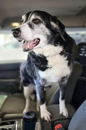Elvis