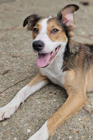 Hooligan, Adult Male Australian Shepherd