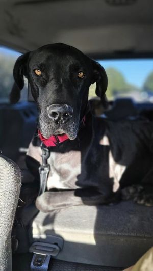 Thor, Adult Male unknown