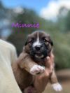 Minnie Fay photo 3