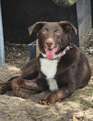Cocoa Bean, Adult Female unknown