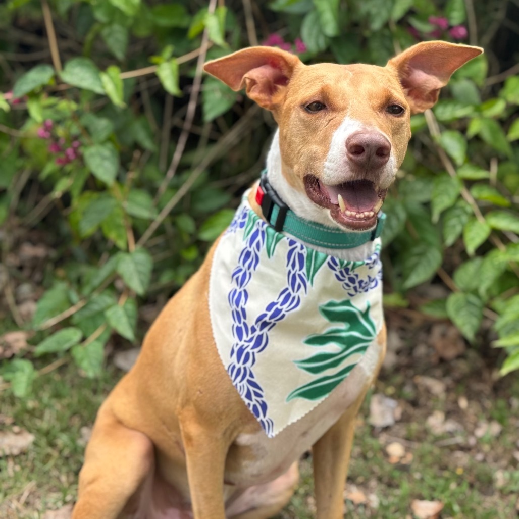 Cracker Jack, an adoptable Mixed Breed in Keaau, HI, 96749 | Photo Image 1