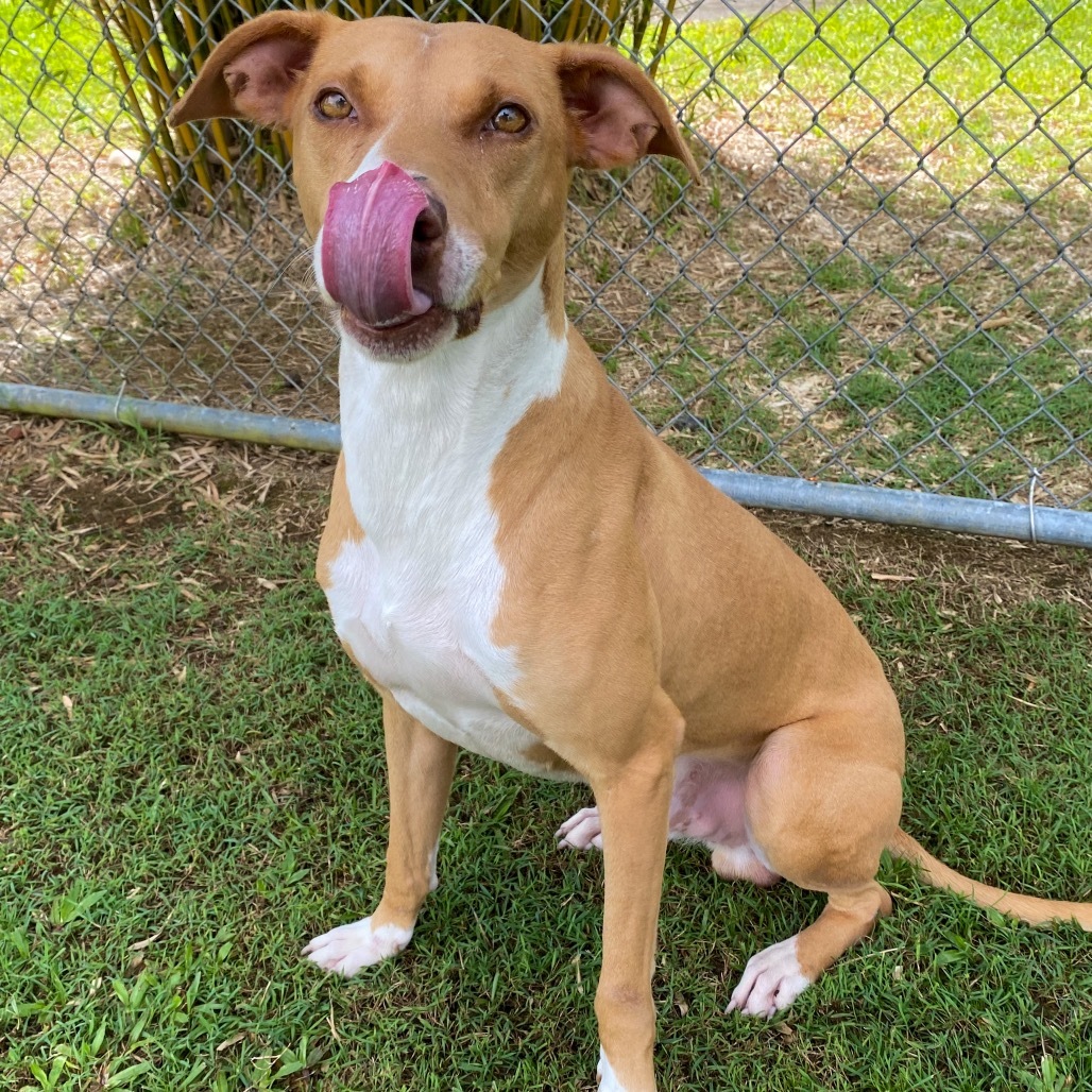 Cracker Jack, an adoptable Mixed Breed in Keaau, HI, 96749 | Photo Image 2