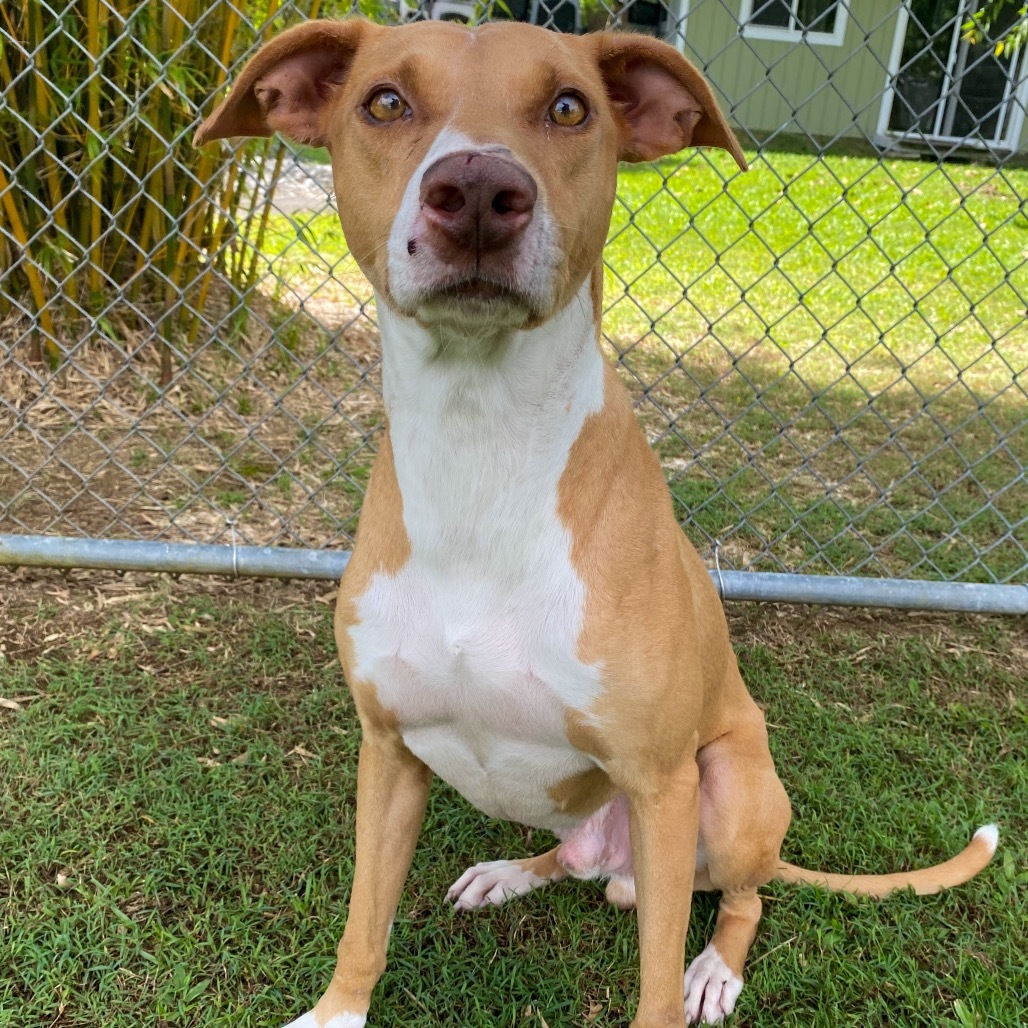 Cracker Jack: COH-A-62292, an adoptable Mixed Breed in Keaau, HI, 96749 | Photo Image 3