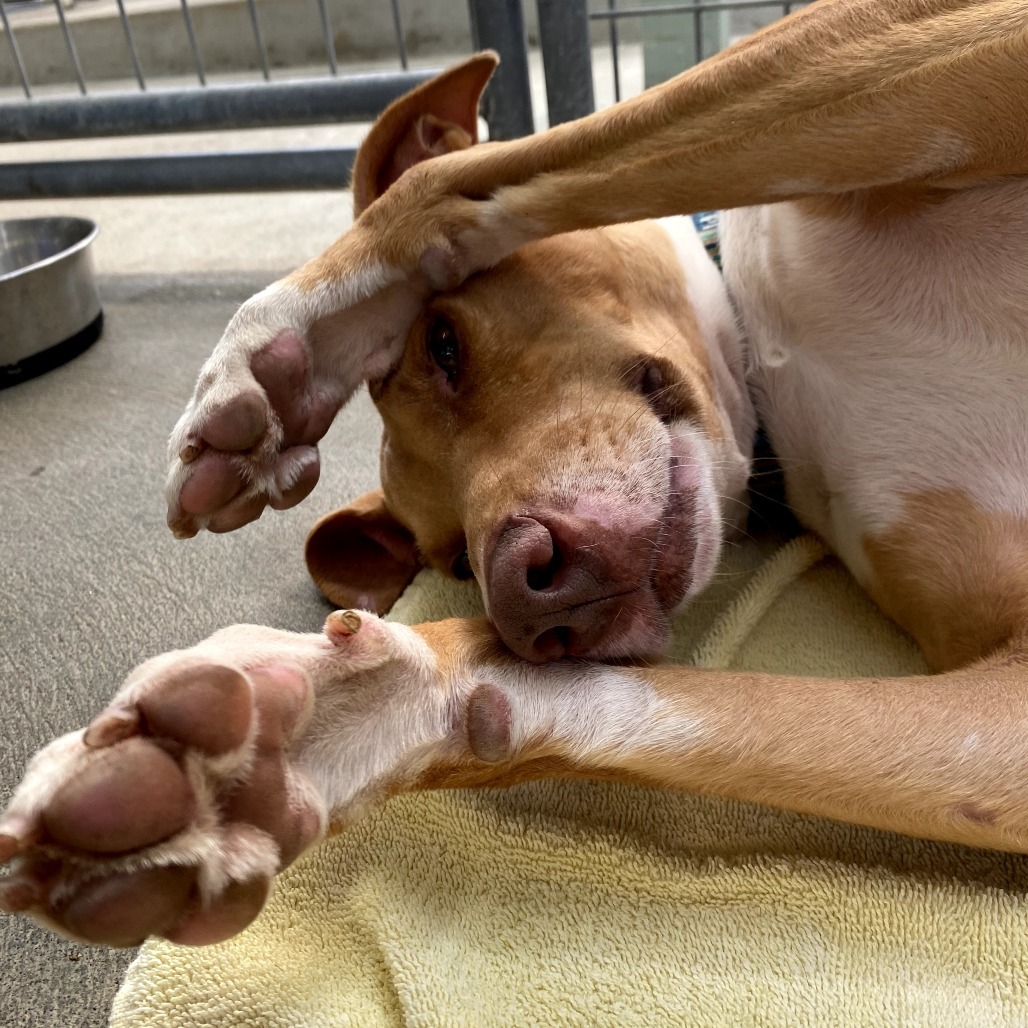 Cracker Jack, an adoptable Mixed Breed in Keaau, HI, 96749 | Photo Image 4