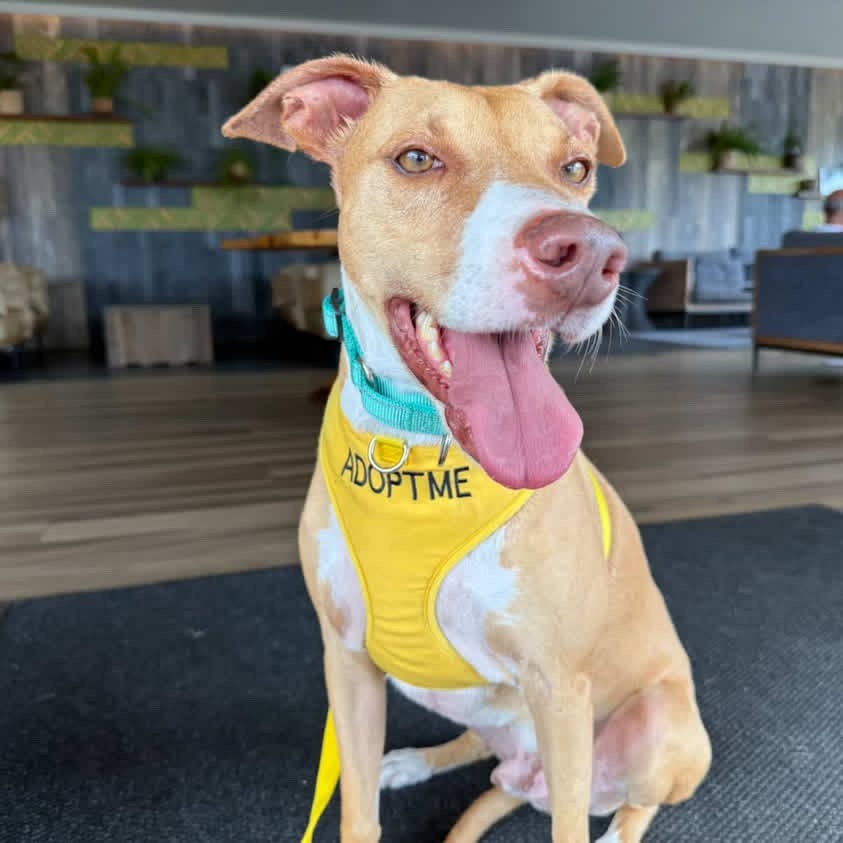 Cracker Jack, an adoptable Mixed Breed in Keaau, HI, 96749 | Photo Image 5