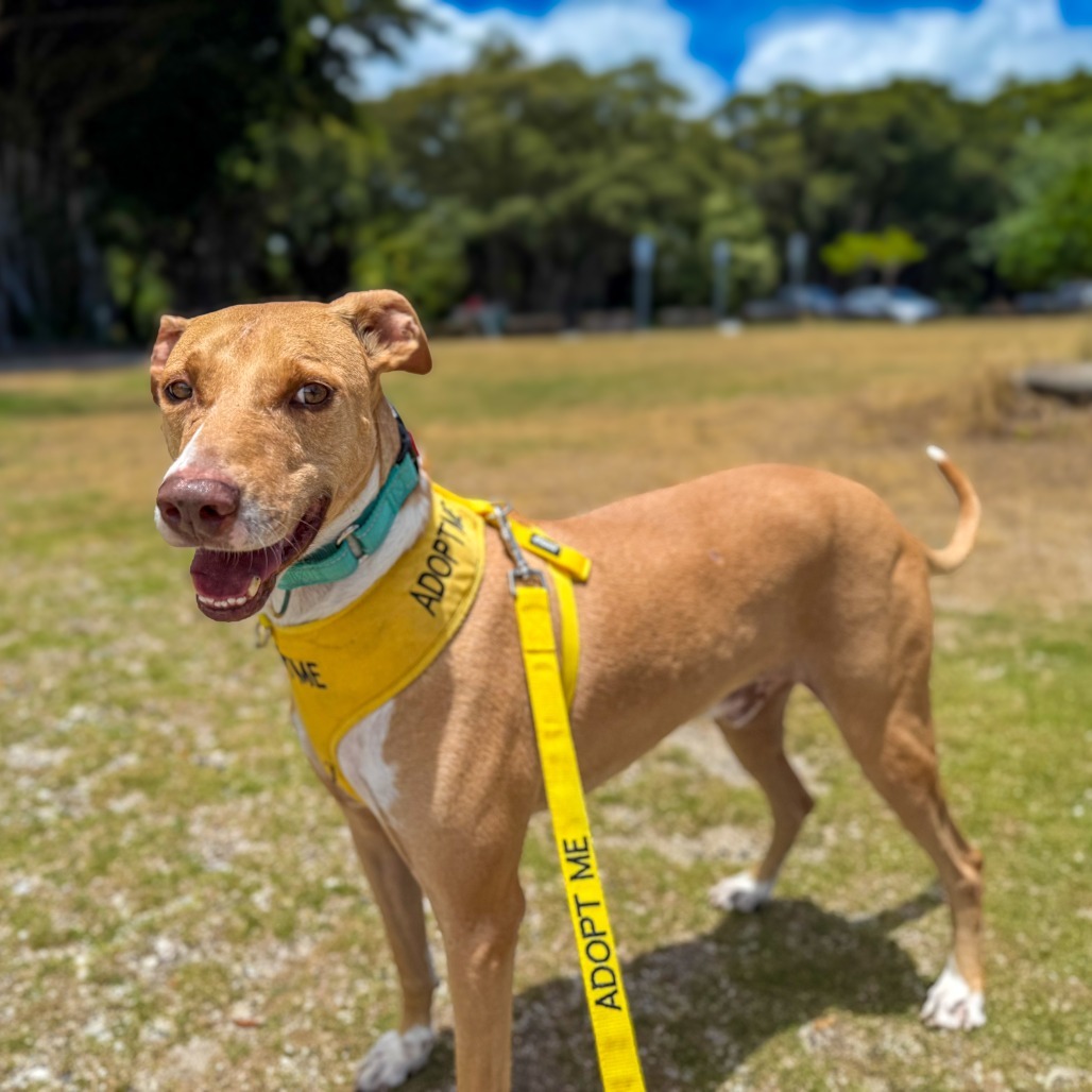 Cracker Jack, an adoptable Mixed Breed in Keaau, HI, 96749 | Photo Image 6