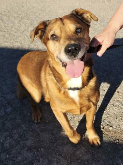 Buddy, an adoptable German Shepherd Dog in Polson, MT, 59860 | Photo Image 1