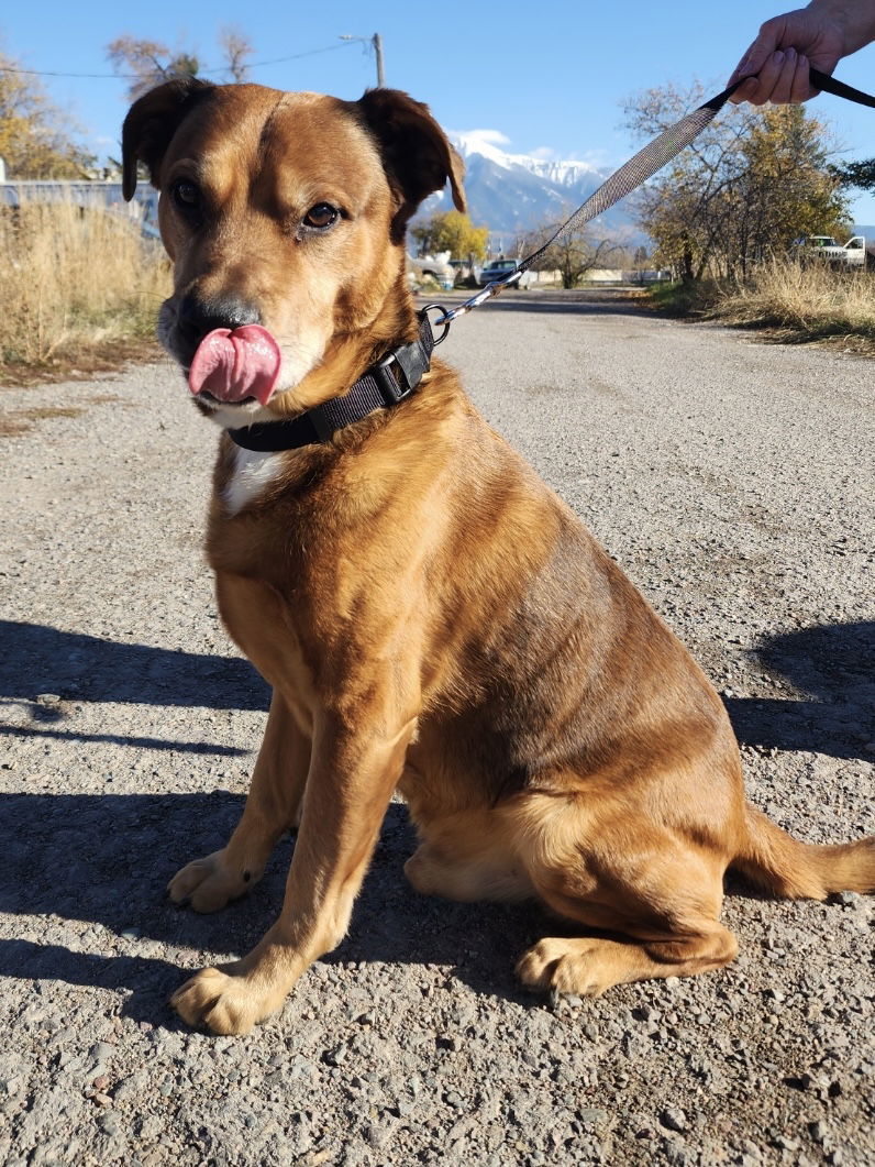Buddy, an adoptable German Shepherd Dog in Polson, MT, 59860 | Photo Image 2