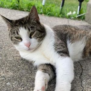 Juanita, Adult Female Domestic Short Hair