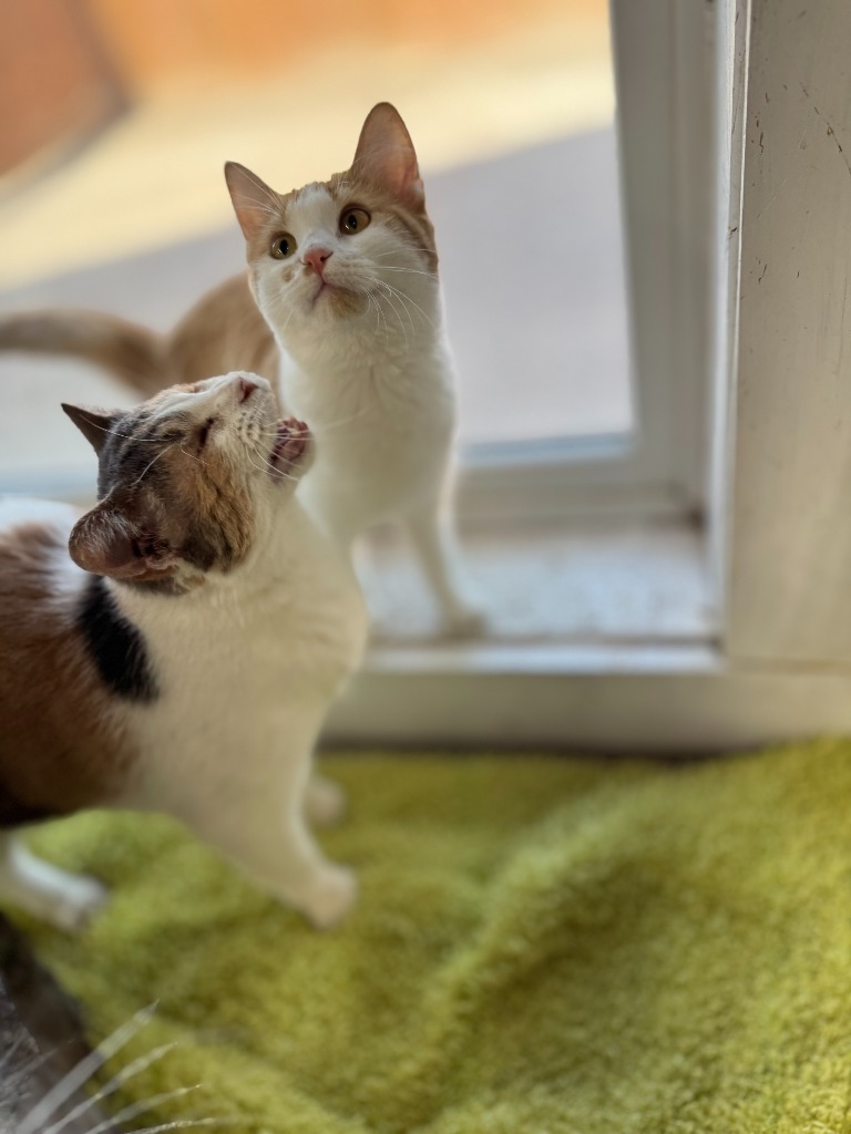 Corona, an adoptable Domestic Short Hair in Hastings, NE, 68901 | Photo Image 1