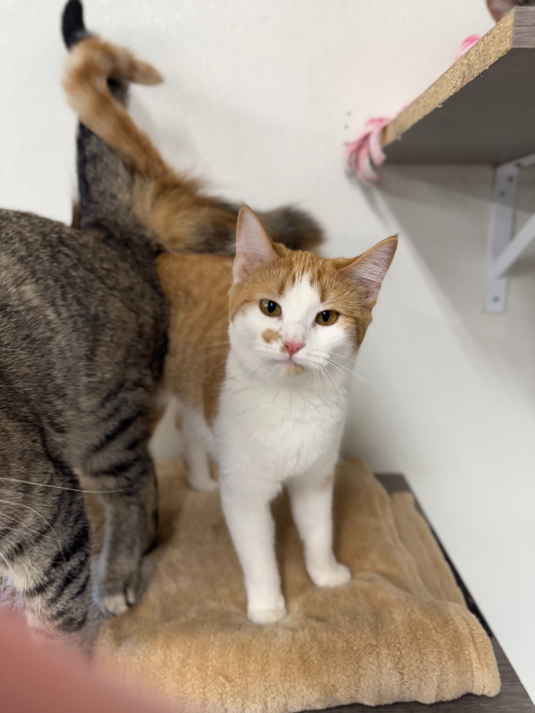 Corona, an adoptable Domestic Short Hair in Hastings, NE, 68901 | Photo Image 2