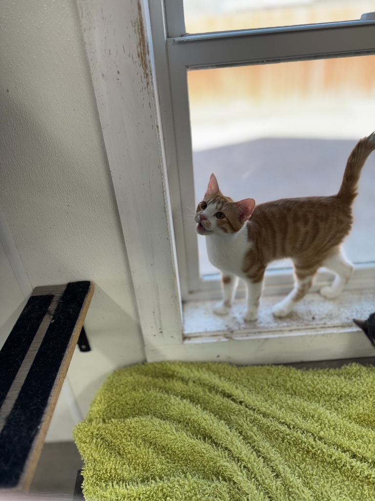 Menudo, an adoptable Domestic Short Hair in Hastings, NE, 68901 | Photo Image 1