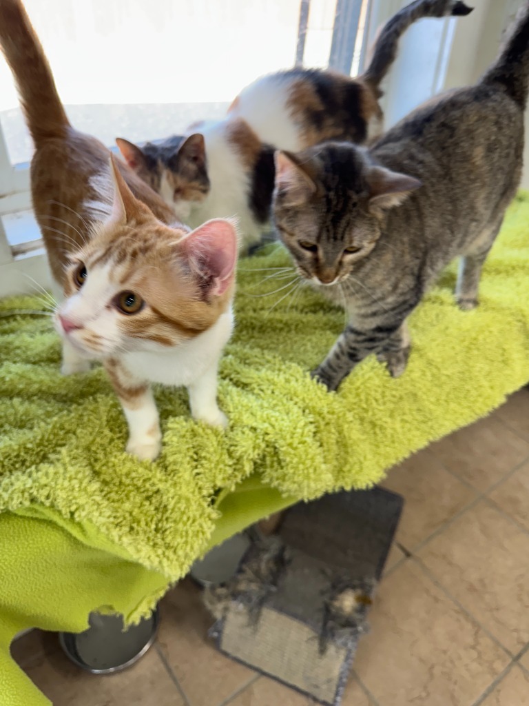 Menudo, an adoptable Domestic Short Hair in Hastings, NE, 68901 | Photo Image 2