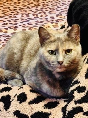 Persia, Adult Female Domestic Short Hair