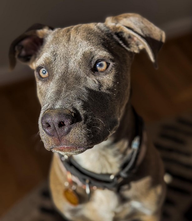 Brooks, an adoptable Pit Bull Terrier, Weimaraner in Roswell, GA, 30077 | Photo Image 2