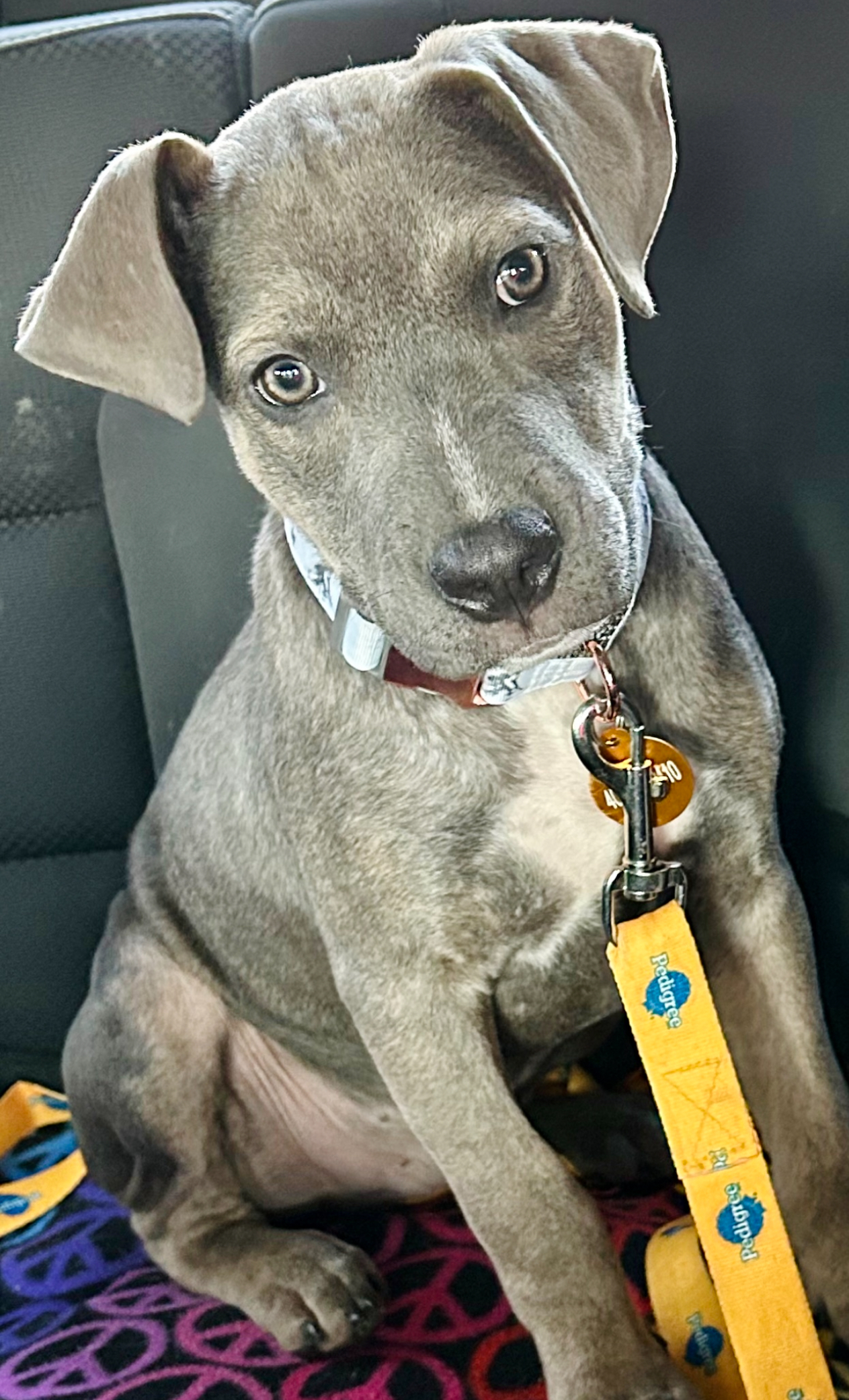 Brooks, an adoptable Pit Bull Terrier, Weimaraner in Roswell, GA, 30077 | Photo Image 4